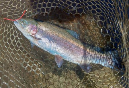 大物狙いでエキスパートエリア ～平谷湖フィ…